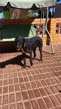 FLOYD, Hund, Mischlingshund in Spanien - Bild 4