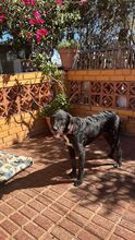 FLOYD, Hund, Mischlingshund in Spanien - Bild 5