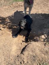 FLOYD, Hund, Mischlingshund in Spanien - Bild 6