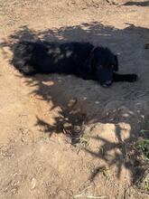 FLOYD, Hund, Mischlingshund in Spanien - Bild 7