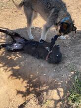 FLOYD, Hund, Mischlingshund in Spanien - Bild 8