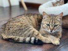 SANTA, Katze, Hauskatze in Bulgarien - Bild 3