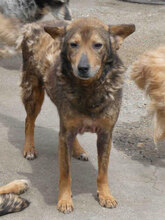 YARI, Hund, Mischlingshund in Bulgarien - Bild 1