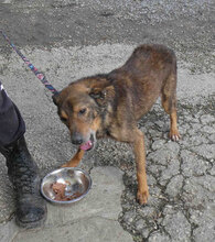 YARI, Hund, Mischlingshund in Bulgarien - Bild 10