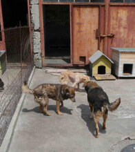 YARI, Hund, Mischlingshund in Bulgarien - Bild 2