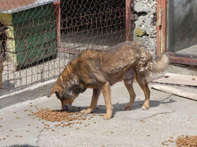 YARI, Hund, Mischlingshund in Bulgarien - Bild 3