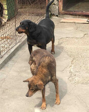 YARI, Hund, Mischlingshund in Bulgarien - Bild 5