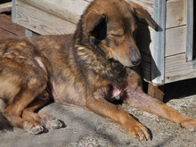 YARI, Hund, Mischlingshund in Bulgarien - Bild 8