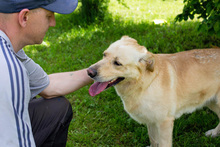 OTTO, Hund, Labrador-Mix in Kroatien - Bild 2