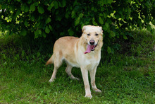 OTTO, Hund, Labrador-Mix in Kroatien - Bild 4
