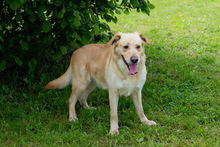 OTTO, Hund, Labrador-Mix in Kroatien - Bild 6