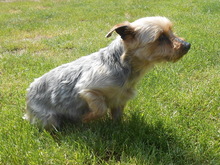 FANDO, Hund, Yorkshire Terrier-Mix in Overath - Bild 1