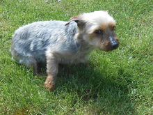 FANDO, Hund, Yorkshire Terrier-Mix in Overath - Bild 2