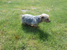 FANDO, Hund, Yorkshire Terrier-Mix in Overath - Bild 3