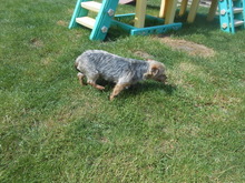 FANDO, Hund, Yorkshire Terrier-Mix in Overath - Bild 4