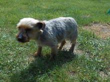 FANDO, Hund, Yorkshire Terrier-Mix in Overath - Bild 5