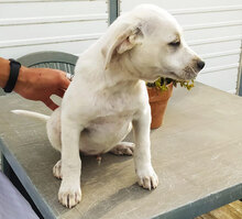 TOY, Hund, Mischlingshund in Italien - Bild 3