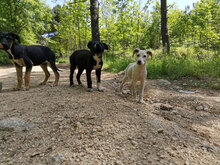 MINERVA, Hund, Mischlingshund in Italien - Bild 5