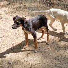 APELLE, Hund, Mischlingshund in Italien - Bild 1