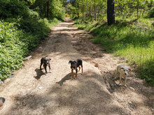 APELLE, Hund, Mischlingshund in Italien - Bild 14