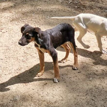 APELLE, Hund, Mischlingshund in Italien - Bild 3