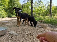 APELLE, Hund, Mischlingshund in Italien - Bild 5