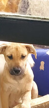 BEPPO, Hund, Mischlingshund in Italien - Bild 1