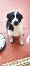 CLARISSA, Hund, Mischlingshund in Italien - Bild 2