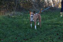 MINA, Hund, Mischlingshund in Italien - Bild 10