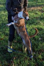 MINA, Hund, Mischlingshund in Italien - Bild 6