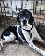 NILO, Hund, Mischlingshund in Italien - Bild 2