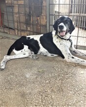 NILO, Hund, Mischlingshund in Italien - Bild 3