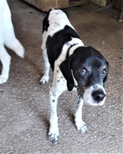 NILO, Hund, Mischlingshund in Italien - Bild 5