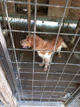 BOFFO, Hund, English Setter in Italien - Bild 5