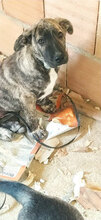 RICKY, Hund, Mischlingshund in Italien - Bild 6