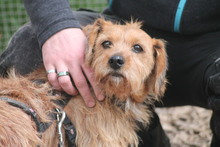 JOHNNYCASH, Hund, Mischlingshund in Marsberg - Bild 1