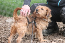 JOHNNYCASH, Hund, Mischlingshund in Marsberg - Bild 2