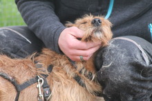 JOHNNYCASH, Hund, Mischlingshund in Marsberg - Bild 4