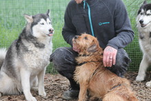 JOHNNYCASH, Hund, Mischlingshund in Marsberg - Bild 5