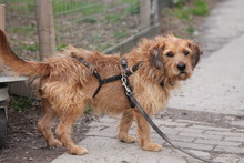 JOHNNYCASH, Hund, Mischlingshund in Marsberg - Bild 6