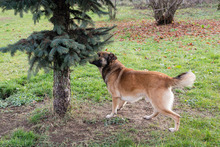 ALEX, Hund, Mischlingshund in Kroatien - Bild 2