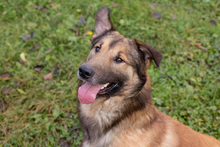 ALEX, Hund, Mischlingshund in Kroatien - Bild 3