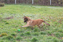ALEX, Hund, Mischlingshund in Kroatien - Bild 4