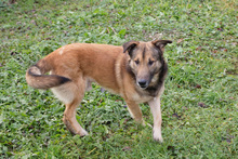 ALEX, Hund, Mischlingshund in Kroatien - Bild 5