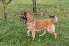 ALEX, Hund, Mischlingshund in Kroatien - Bild 6