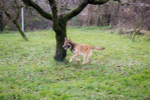 ALEX, Hund, Mischlingshund in Kroatien - Bild 7