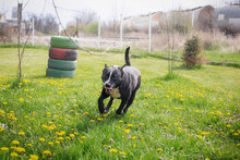 SHERLOCK, Hund, Mischlingshund in Kroatien - Bild 2