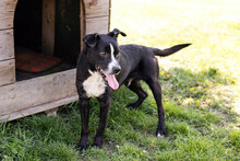 SHERLOCK, Hund, Mischlingshund in Kroatien - Bild 3