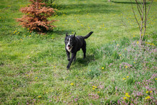 SHERLOCK, Hund, Mischlingshund in Kroatien - Bild 4
