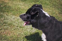 SHERLOCK, Hund, Mischlingshund in Kroatien - Bild 6